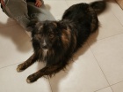 Nalezen středně velký pes v Dubnem