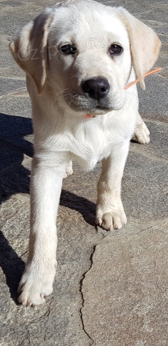 štěně - bílá labradorka - 3 měsíce