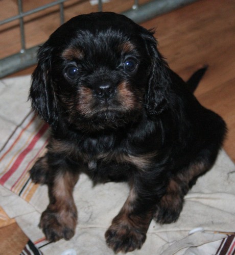 Kavalir King Charles spaniel - TATA