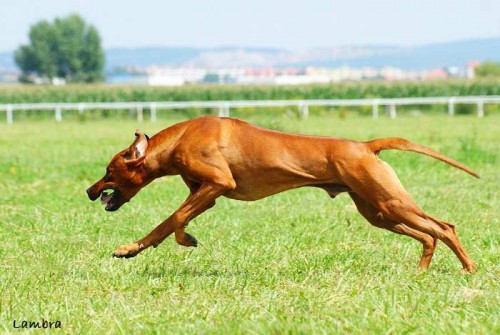 RHODÉSKÝ RIDGEBACK