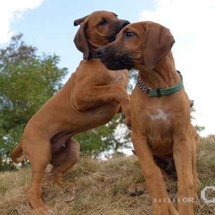 RHODÉSKÝ RIDGEBACK