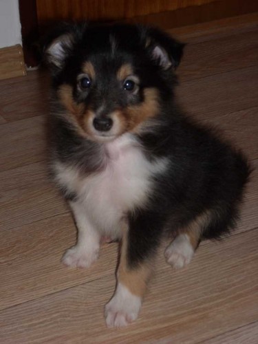 Sheltie-prodám štěňátka