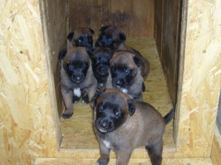 Belgický ovčák Malinois - štěňata