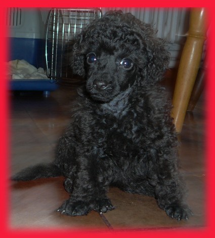 Pudl toy, trpasli ern s pp