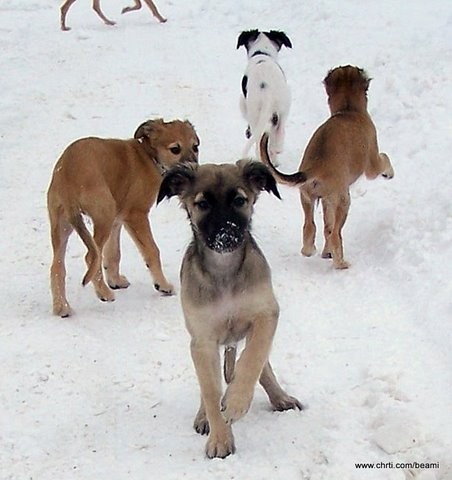 Dlouhosrstý vipet / whippet - štěňata s PP