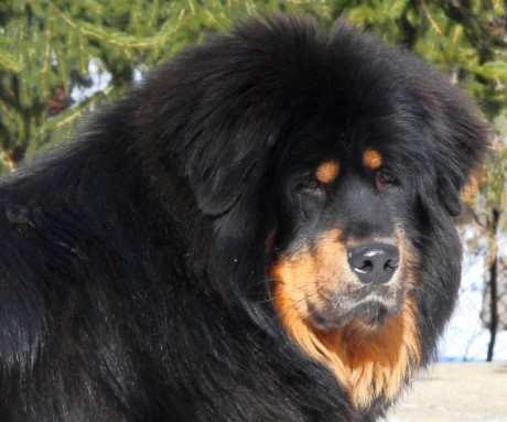 Tibetská doga - štěňata