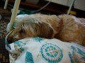 Nala se mal fenka plav barvy