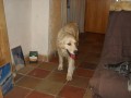 nalezena fena retrievera
