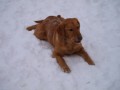 Labradorka
