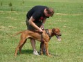 rhodéský ridgeback- štěně