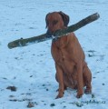 rhodesky ridgeback- štěně