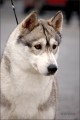 Siberian husky - sibisk husky