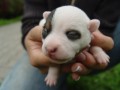 Prodám JRT - jack russell terier