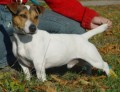 jack russel terier - prodám štěnata