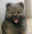 Nmeck pic mal -  tata