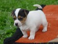 prodám štěně jack russell terier