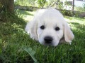 Zlatý retriever  - štěňátka