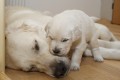 Zlatý retriever  - štěňátka