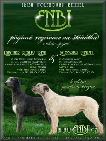 Irsk vlkodav ttka : Irish Wolfhound Puppies