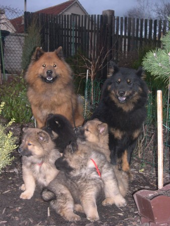 EURASIER -tata