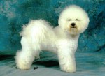 Born To Be Wild Regina Bichon C.I.B. multiCH.